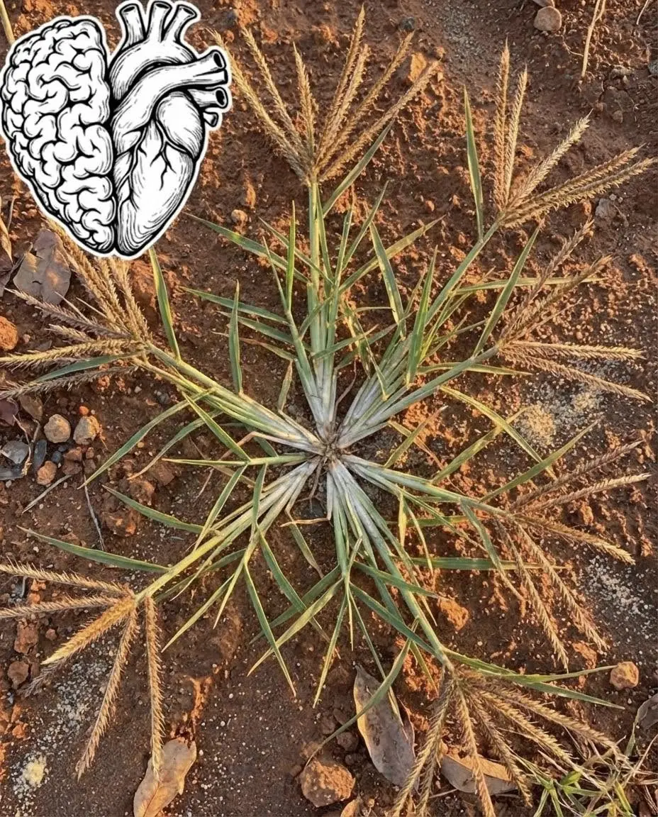 A maioria das pessoas não conhece o poder desta "planta milagrosa" e despretensiosa do quintal...