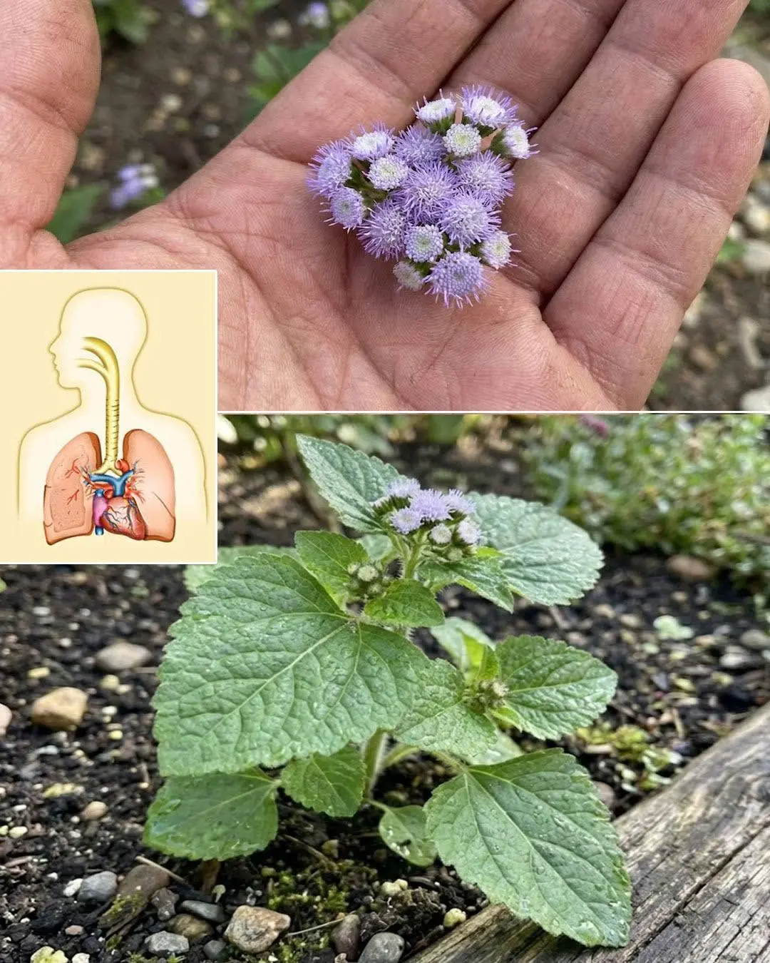 Ver essa planta é como encontrar "ouro" no jardim; não a jogue fora...