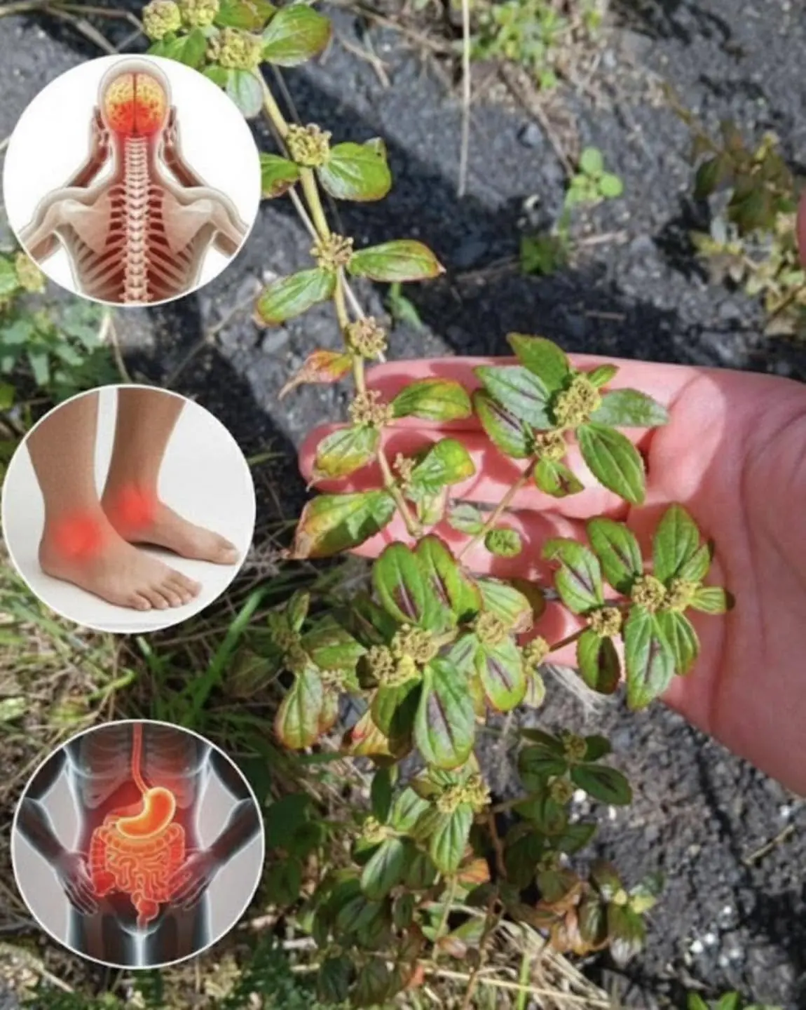 Esta planta tem mais poder do que você imagina, e cresce em toda parte...